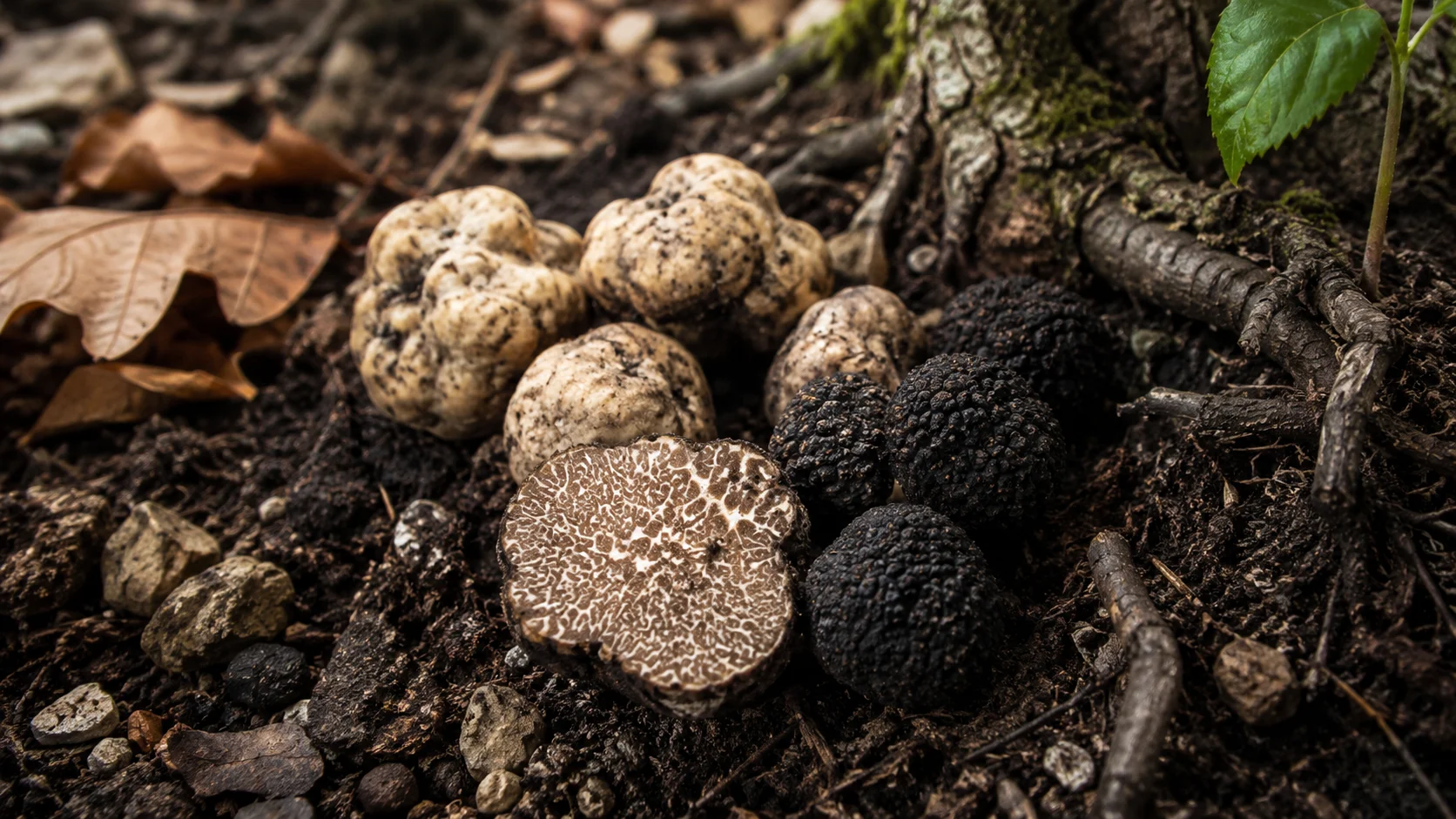 What is a Truffle 